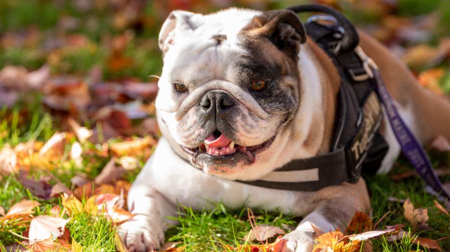 Bryant University Bulldog Tupper II.