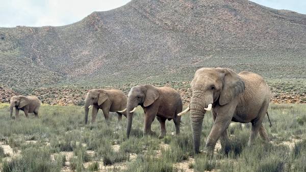 Elephants roam South Africa.