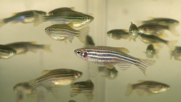 A colony of zebrafish housed in Bryant's research labs.