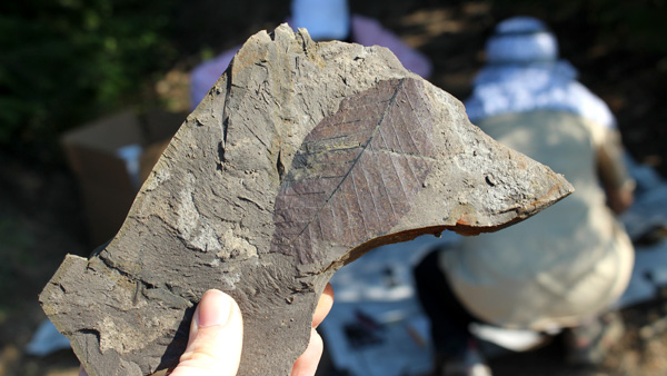 Leaf fossil